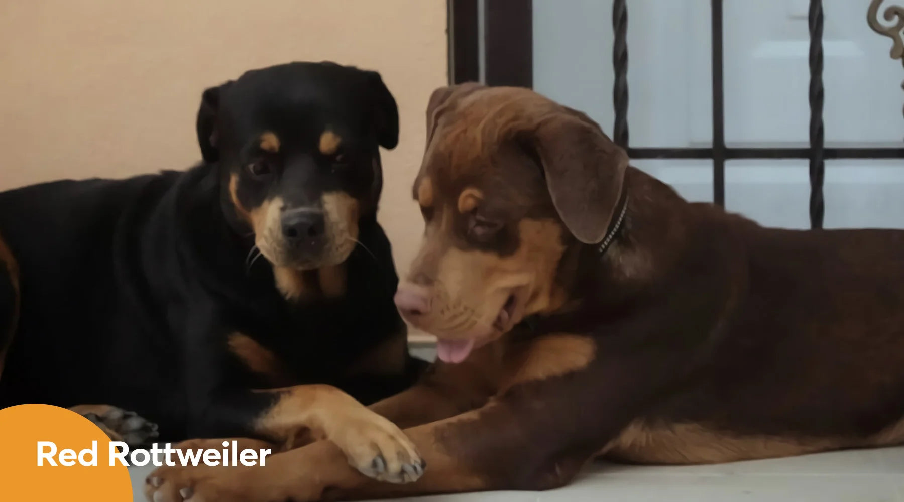 Rare colored deals rottweiler