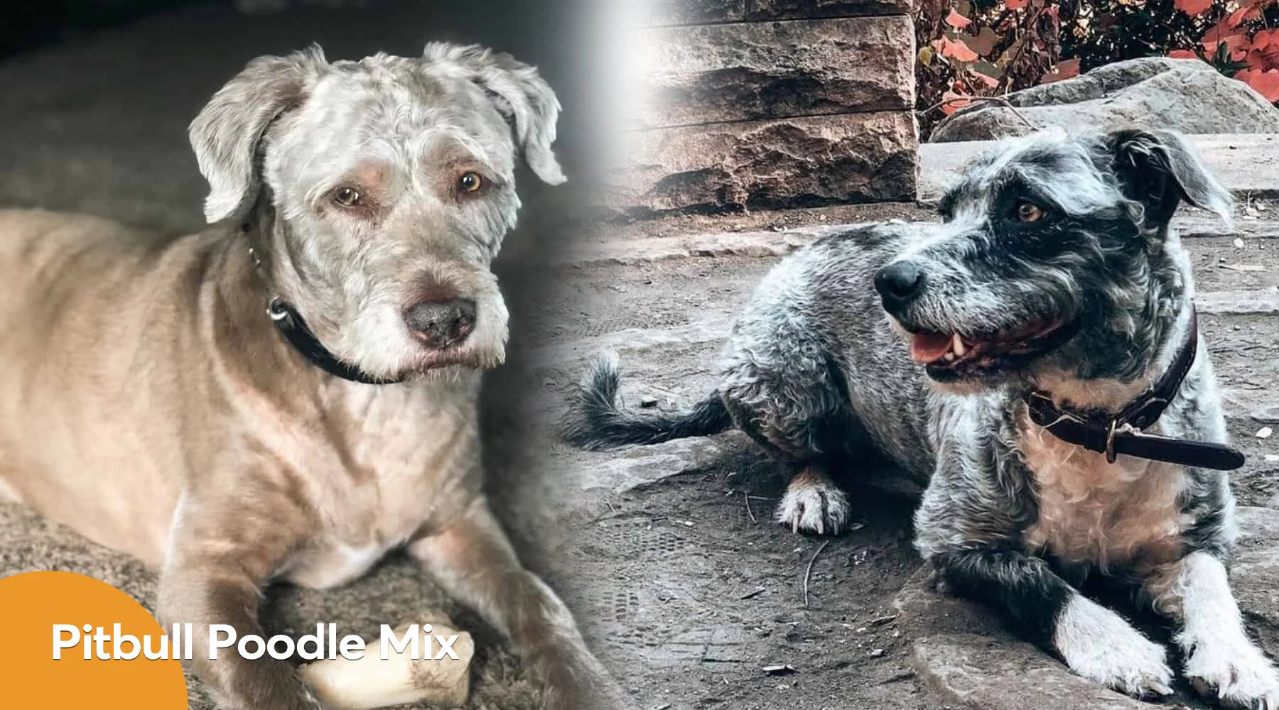 Poodle pitbull mix deals puppies