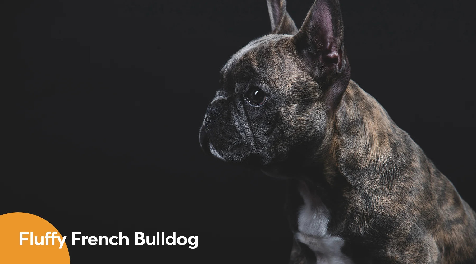 French Bulldog Care: Does My French Bulldog Need a Dog Ramp?