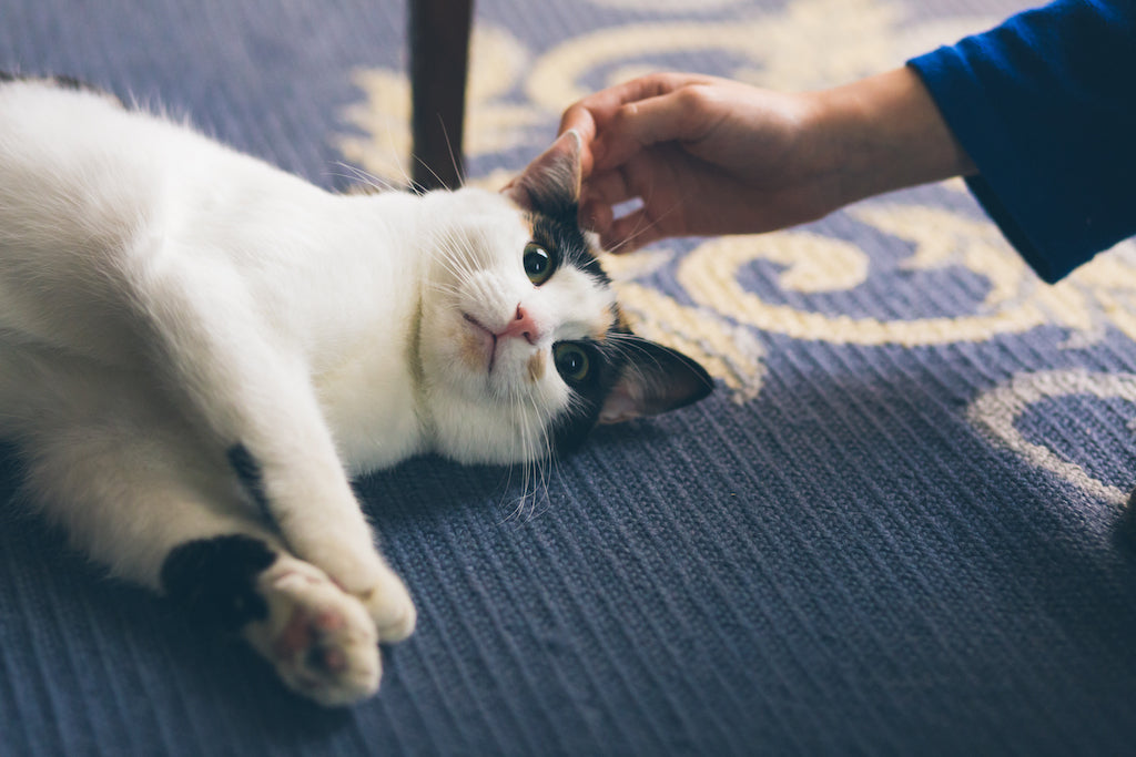 How to Know If Your Cat Loves You?