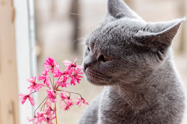 Curious kitten is smelling of flower