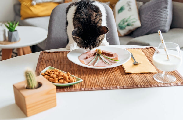 Cute cat eating from a plate on table.