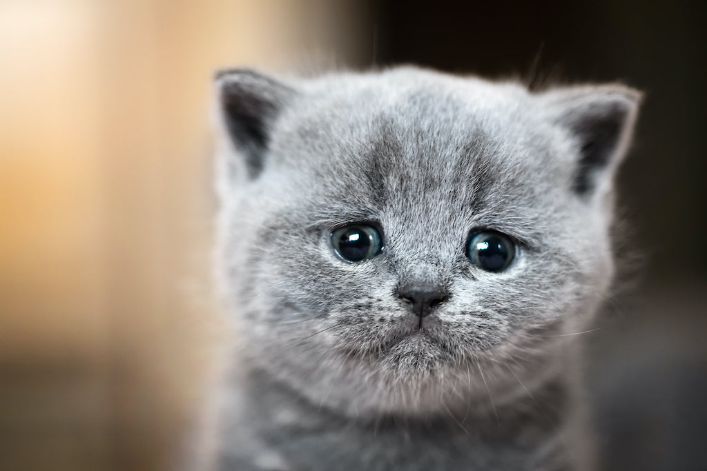 Do Cats Cry? Unveiling the Emotional World of Feline Companions