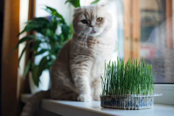 Cute Scottish fold cat sitting near catnip or cat grass grown from barley, oat, wheat or rye seeds.