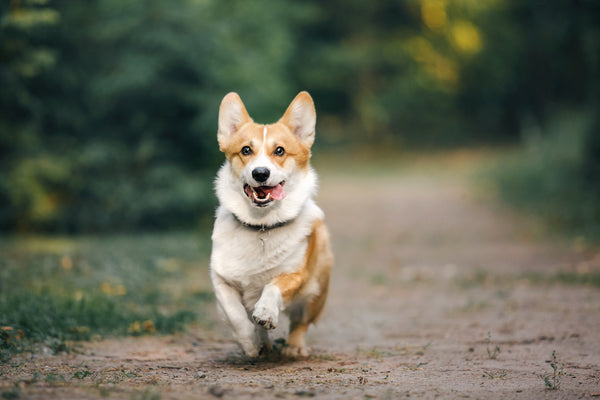 Anaplasmosis in Dogs: Understanding the Tick-Borne Threat