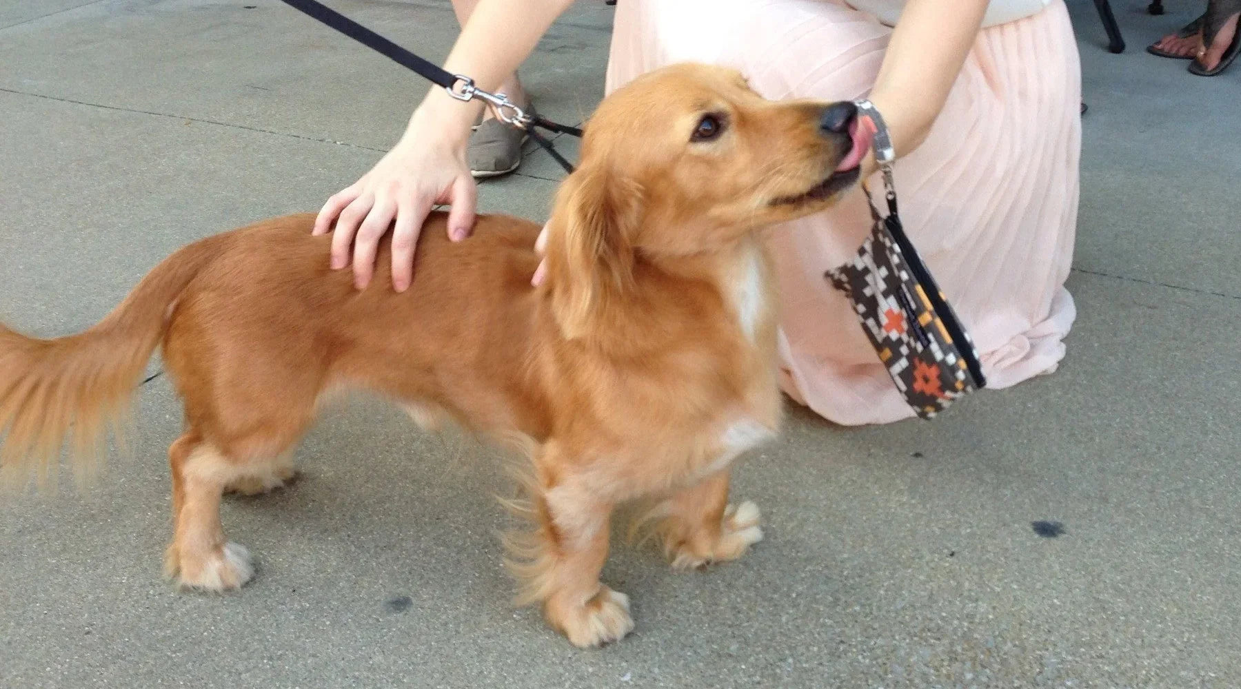 Golden doxie for hot sale sale