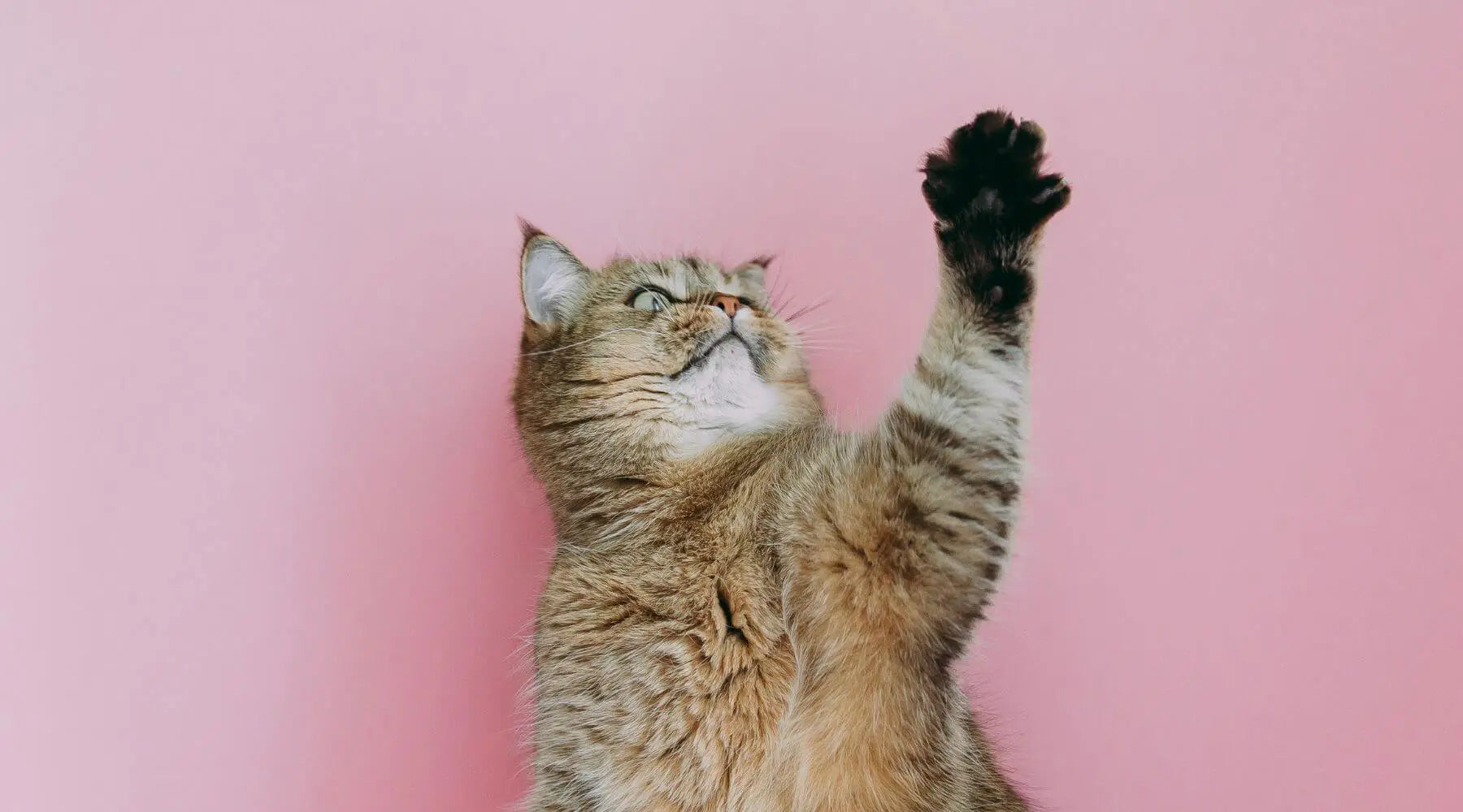 DECLAWED CATS THE PSYCHOLOGICAL IMPACTS OF DECLAWING ON CATS