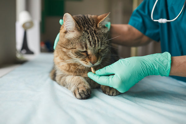 Chronic Kidney Disease in Cats: What You Need to Know