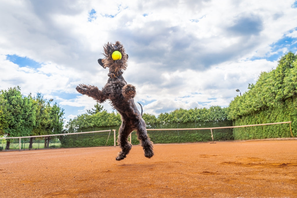 Why Do Dogs Love Tennis Balls? Exploring the Canine Obsession