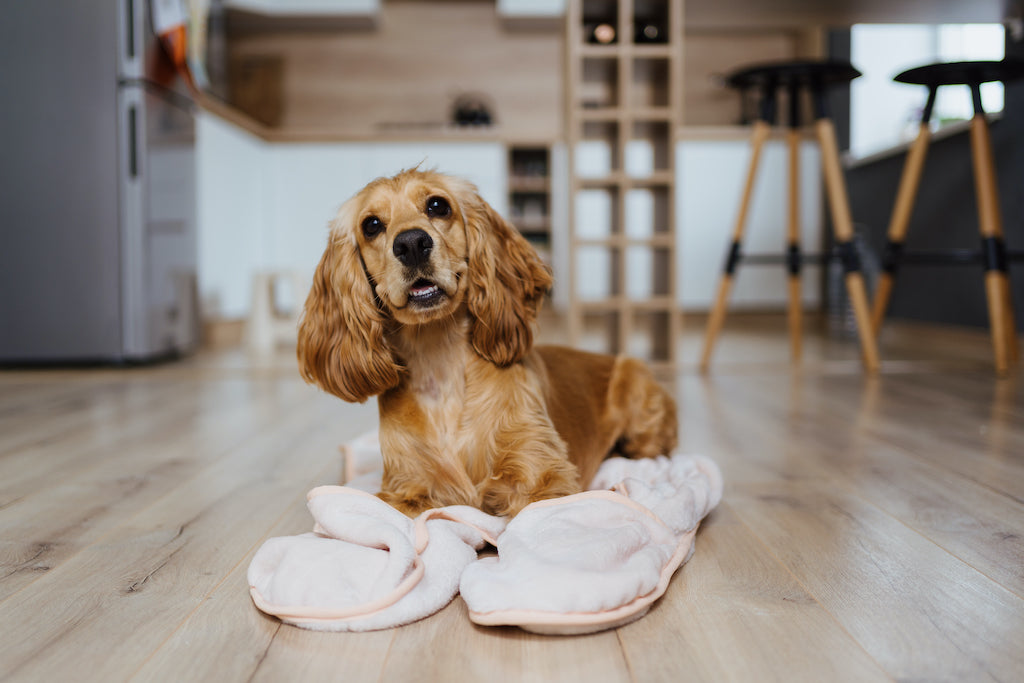 Why Is My Dog Peeing in the House? Common Causes and Solutions