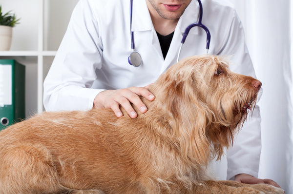 How To Treat Diarrhea In Dogs: A Comprehensive Guide