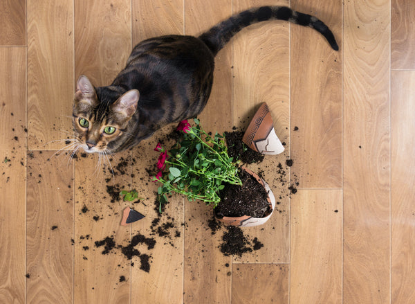 Domestic cat breed toyger dropped and broke flower pot with red