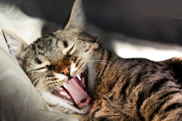 Can Cats Get Rabies? Exploring the Possibility