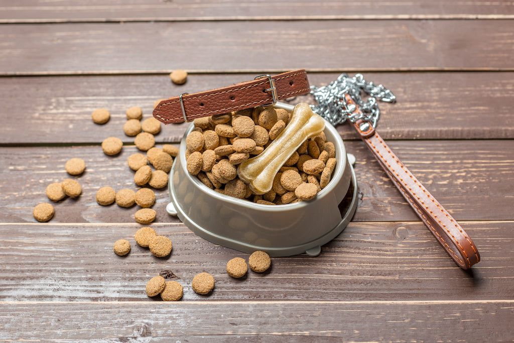 Can Cats Eat Dog Food? Understanding the Differences and Risks
