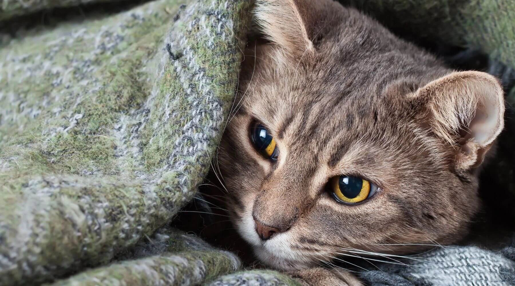 Image showcasing How Common Is Feline Leukemia? ( And Other Questions )
