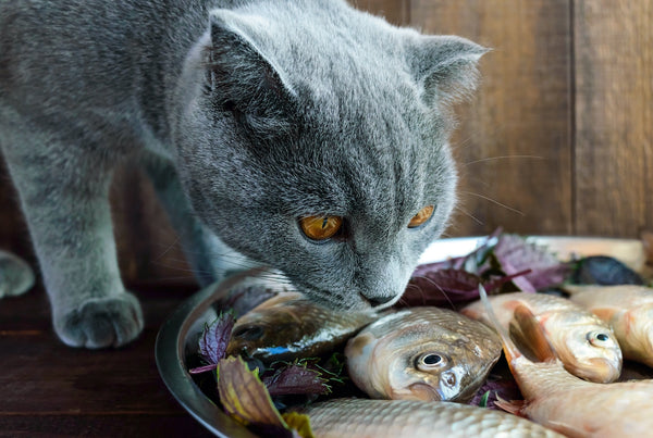 Fresh catch live fish (carp) and a cat that wants to eat it.