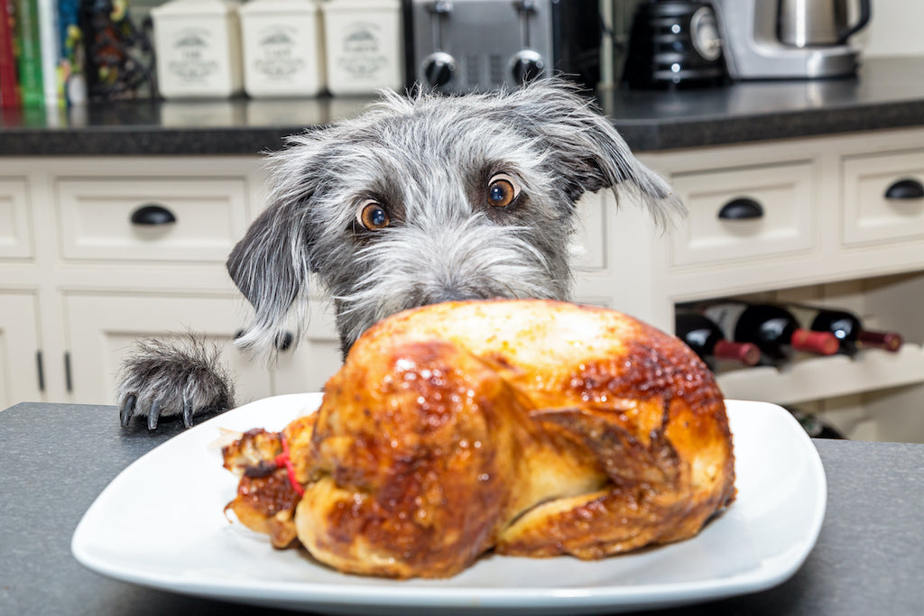 Ways to fatten up your outlet dog