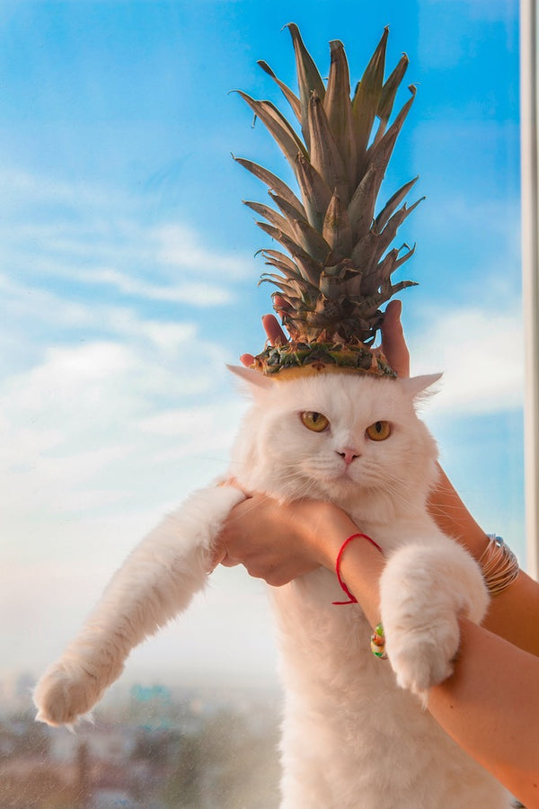 Can Cats Eat Pineapple? Everything You Need to Know