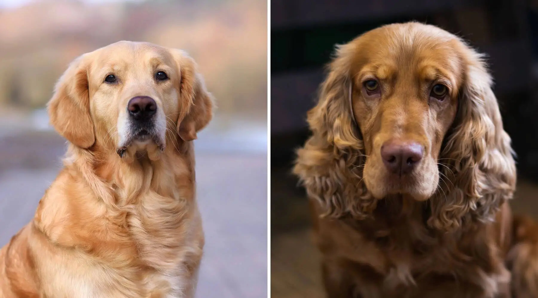 Golden retriever hot sale with cocker spaniel