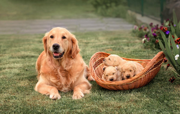 golden retriever dog with newborn golden retriever puppies in summer in the garden.