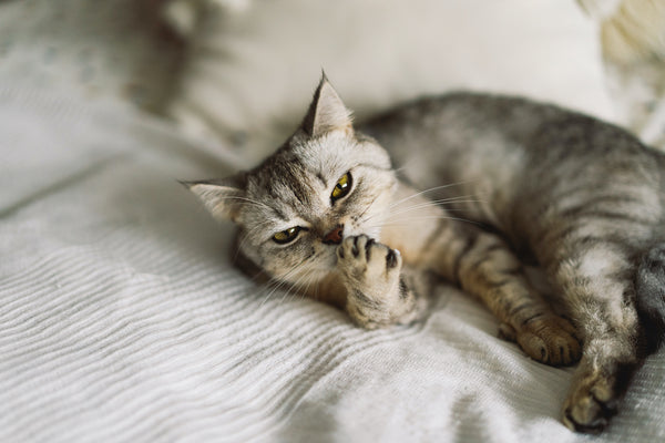 Can Cats Be Bipolar? Debunking Common Myths and Misconceptions