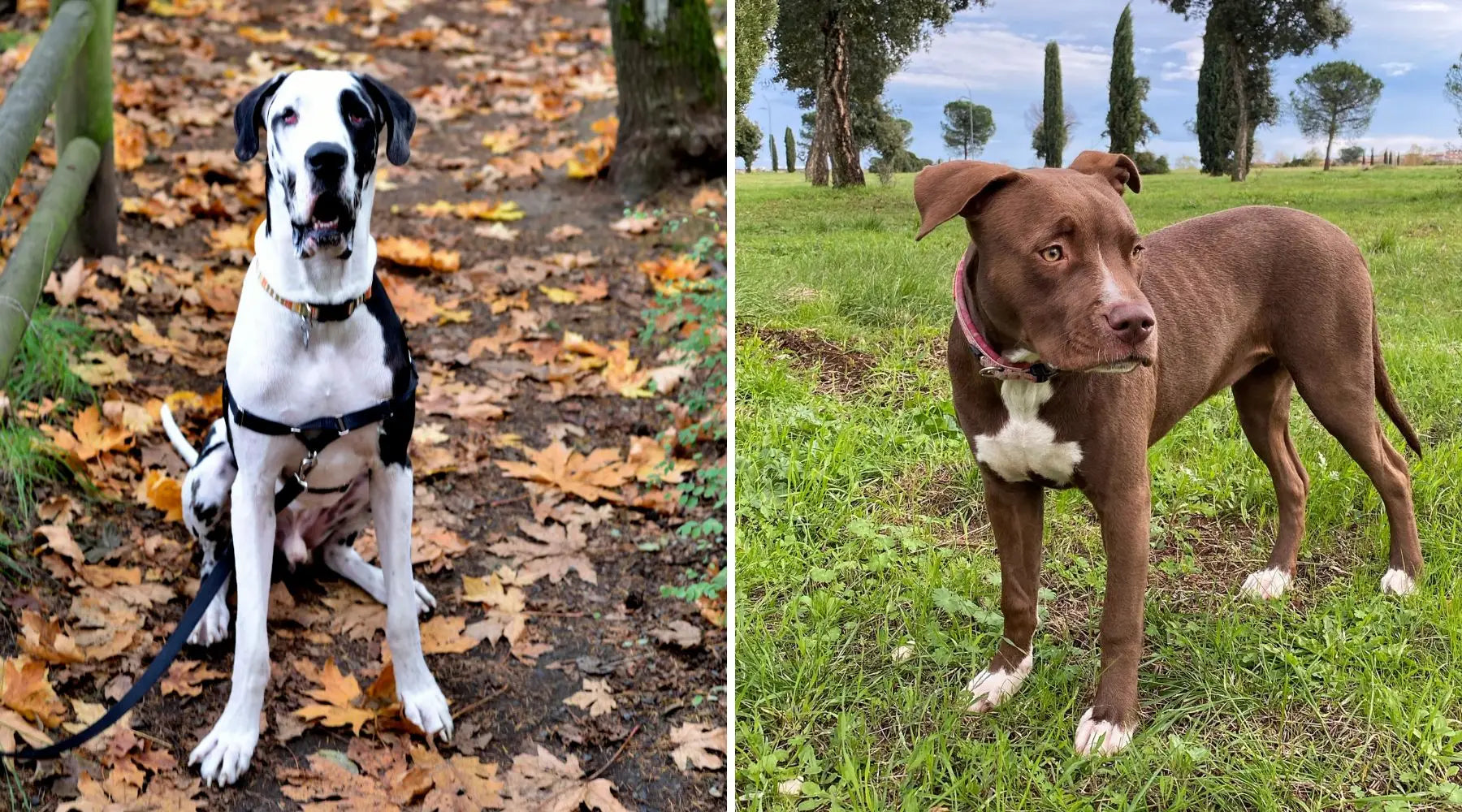 Pit dane mix deals puppies