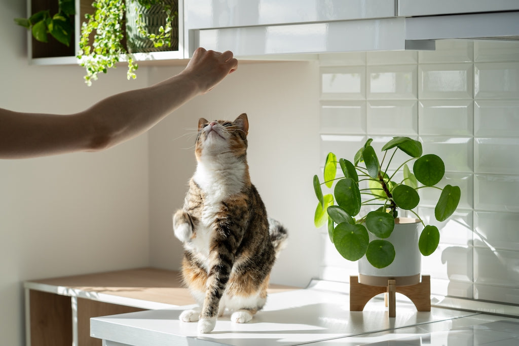 Can cats be trained? The Art of Training Cats