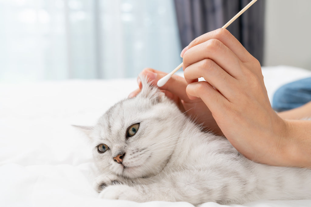 pawsitively-strange-why-do-cats-like-earwax