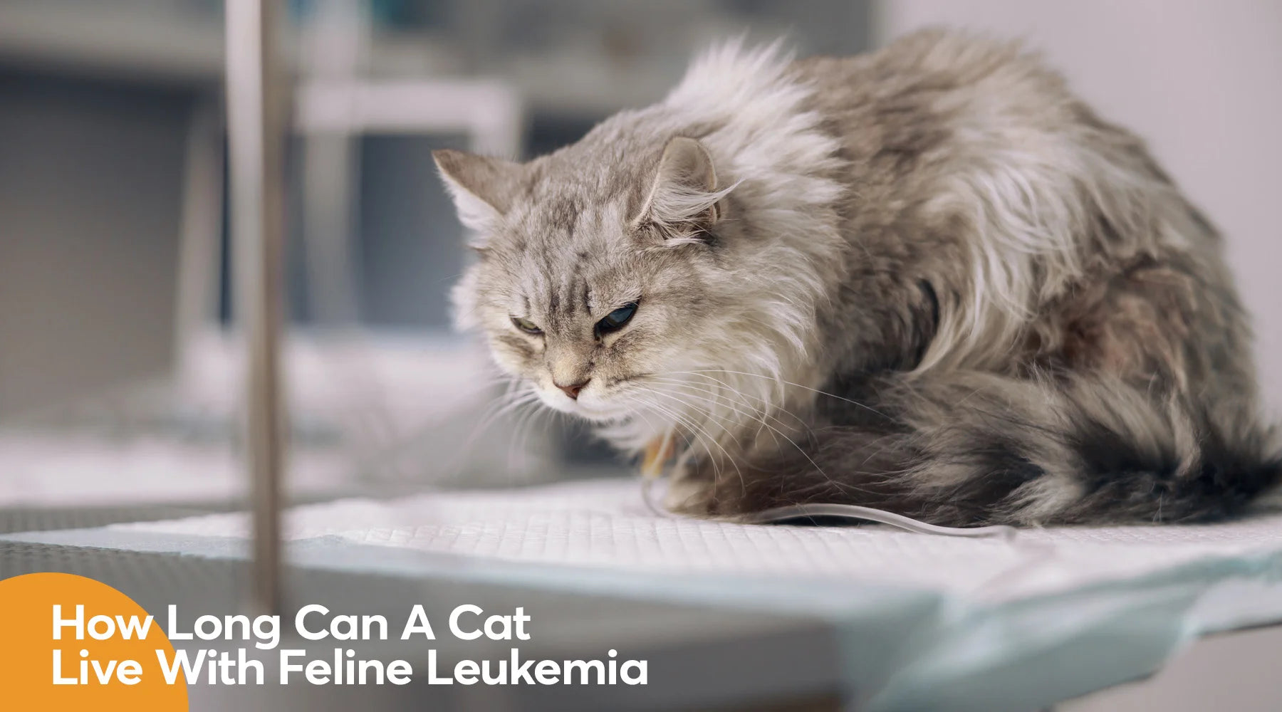 How Long Can A Cat Live With Feline Leukemia ( And Vaccine)