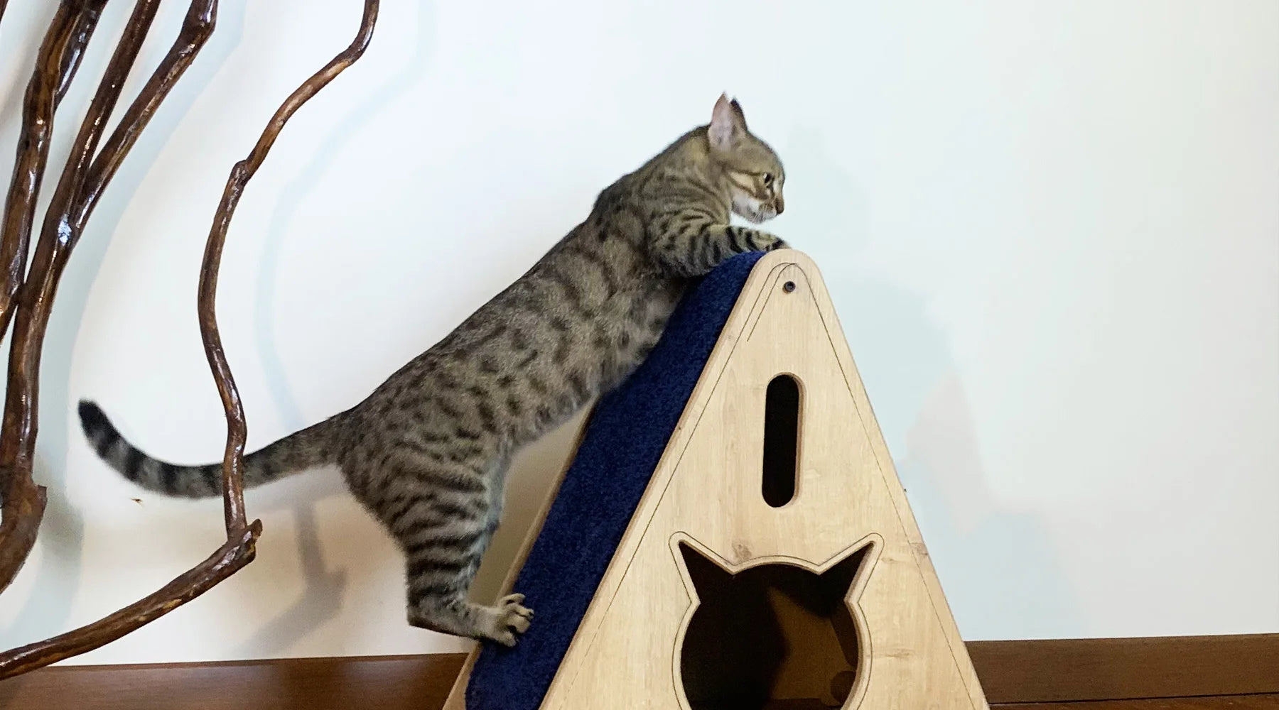 Why do Cats Scratch Posts? Teach A Cat To Use A Scratching Post