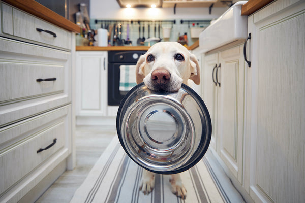 A hungry dog holding a bowl and waiting for feeding