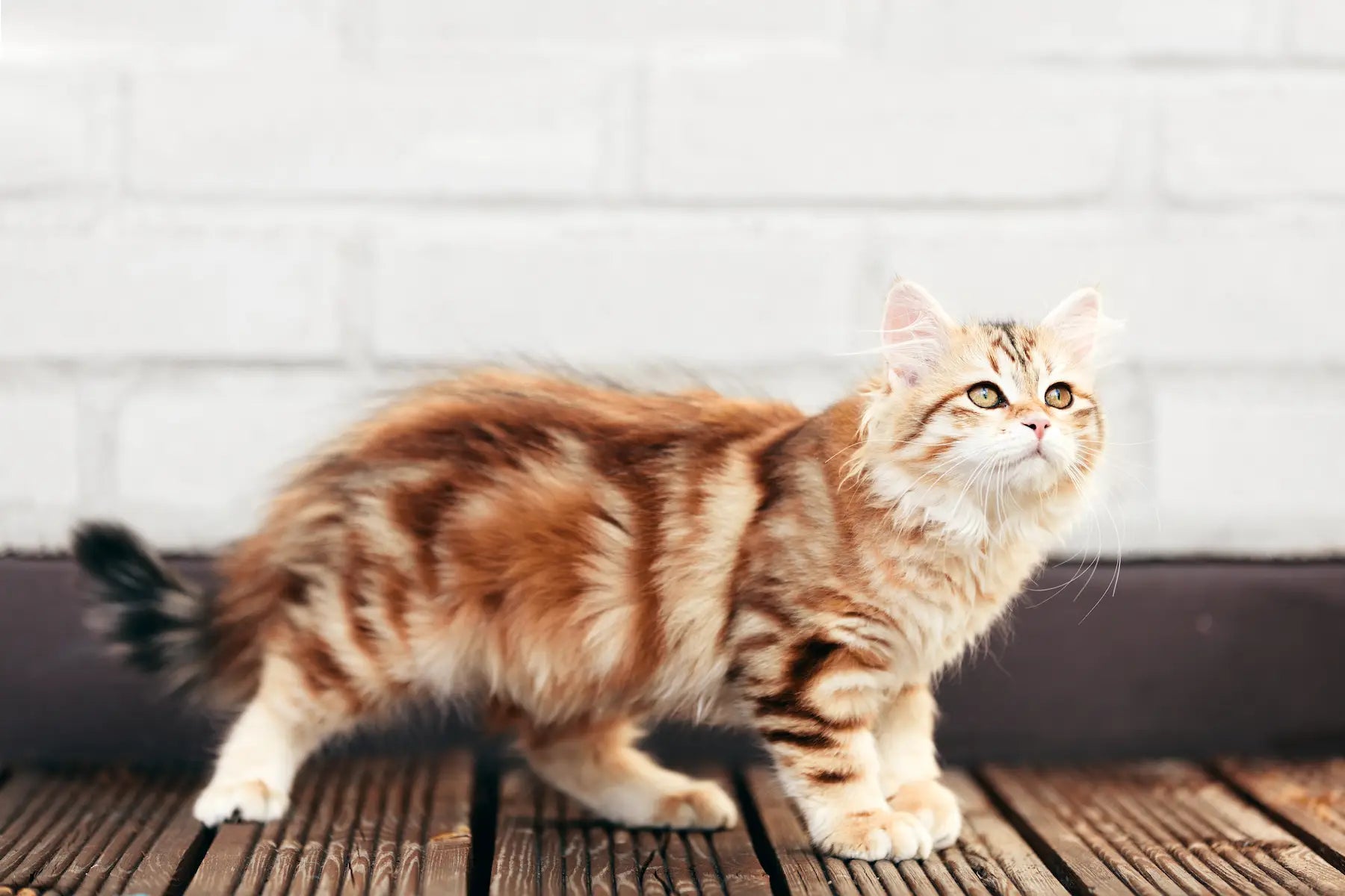 Do Hypoallergenic Cat Breeds Exist? Best Cat Breeds for Allergy Sufferers