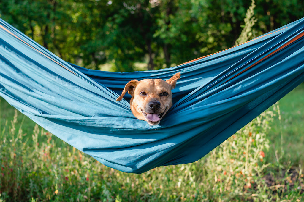 Understanding How Often Do Dogs Get Periods understanding-how-often-do-dogs-get-periods