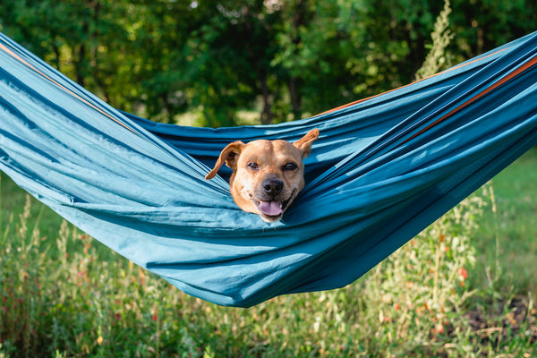Lazy cute funny dog is resting in hammock on the nature.
