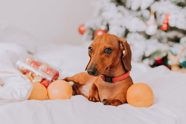 Little Dachshund is lying on a white sheet among tangerines near the Christmas tree.