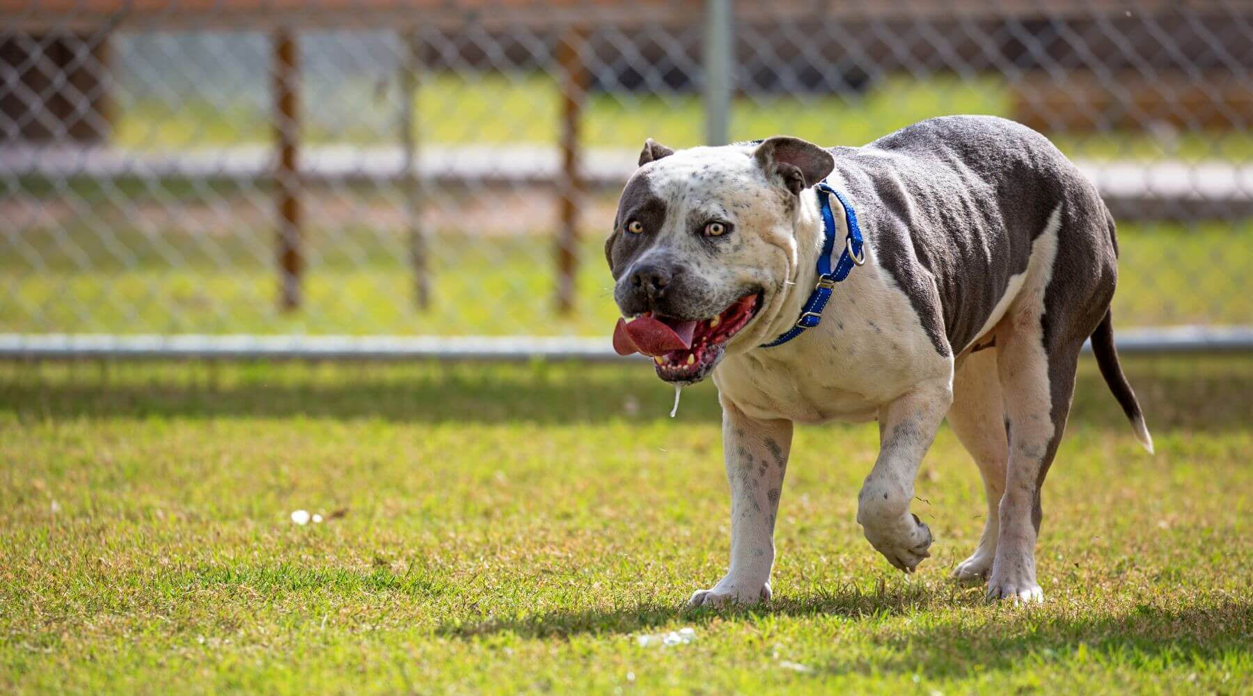Grey hot sale merle pitbull