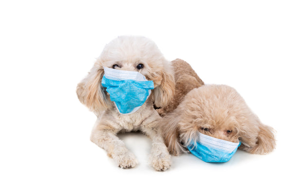 Pet dog poodle with face mask to protect against flu virus