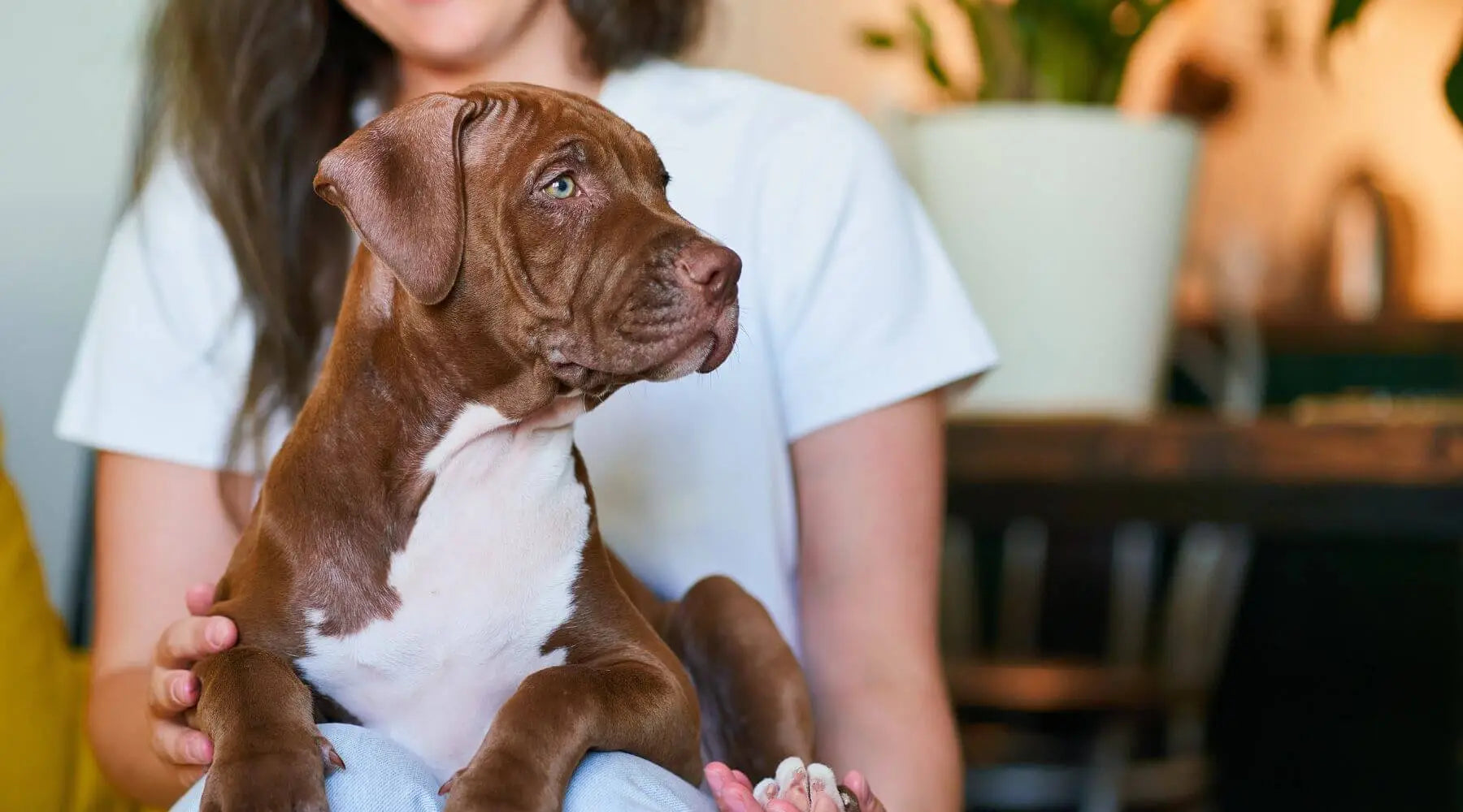 When do female top pitbulls get their period