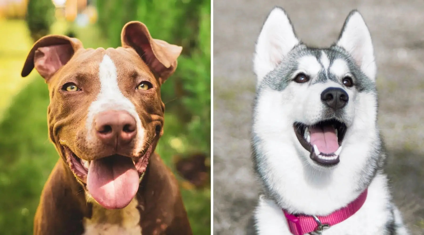 Alaskan husky hot sale and pitbull mix