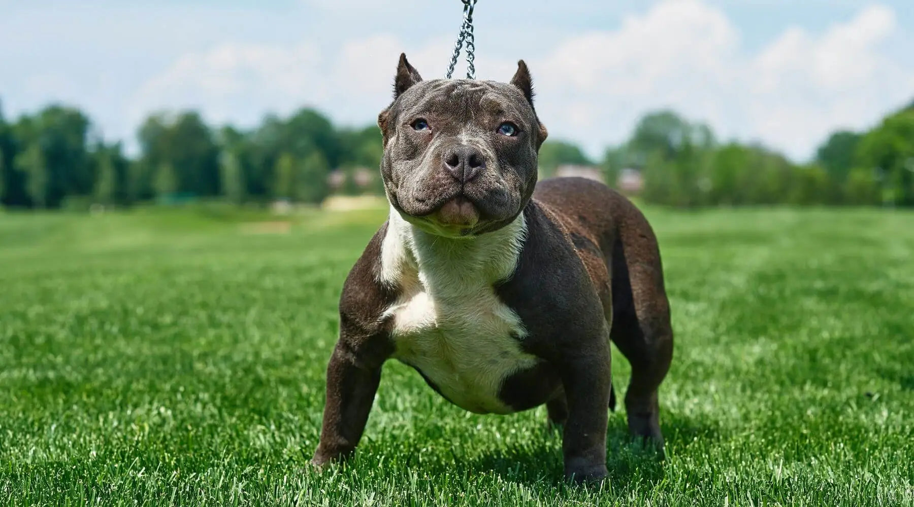 Pitbull short best sale