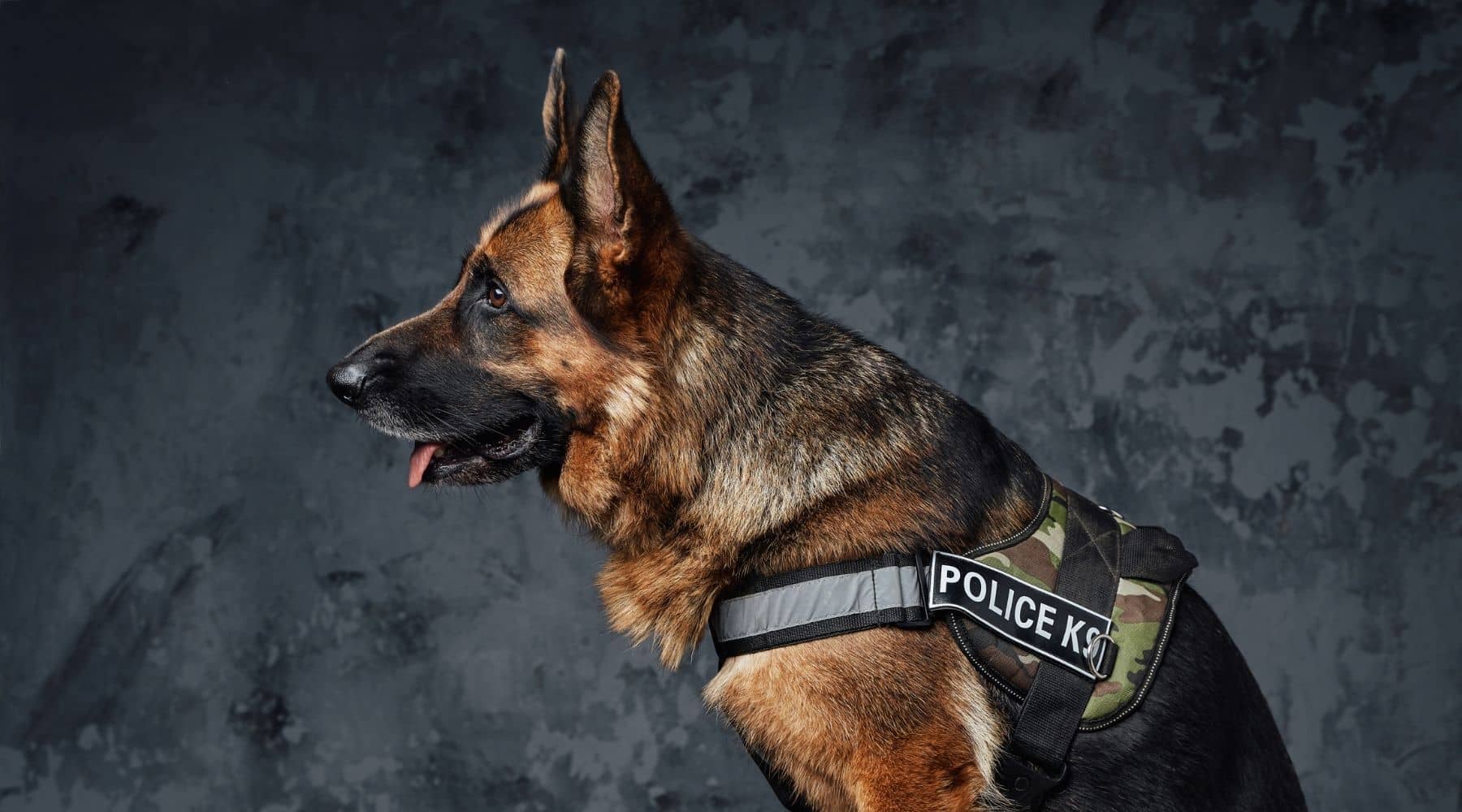german shepherd police dog names