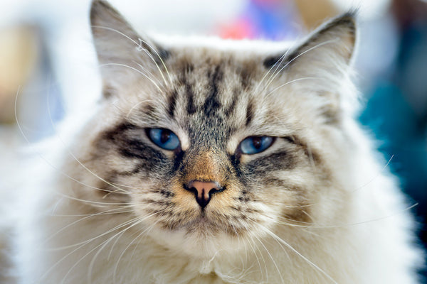 Can Cats Get Hiccups? Everything You Need to Know