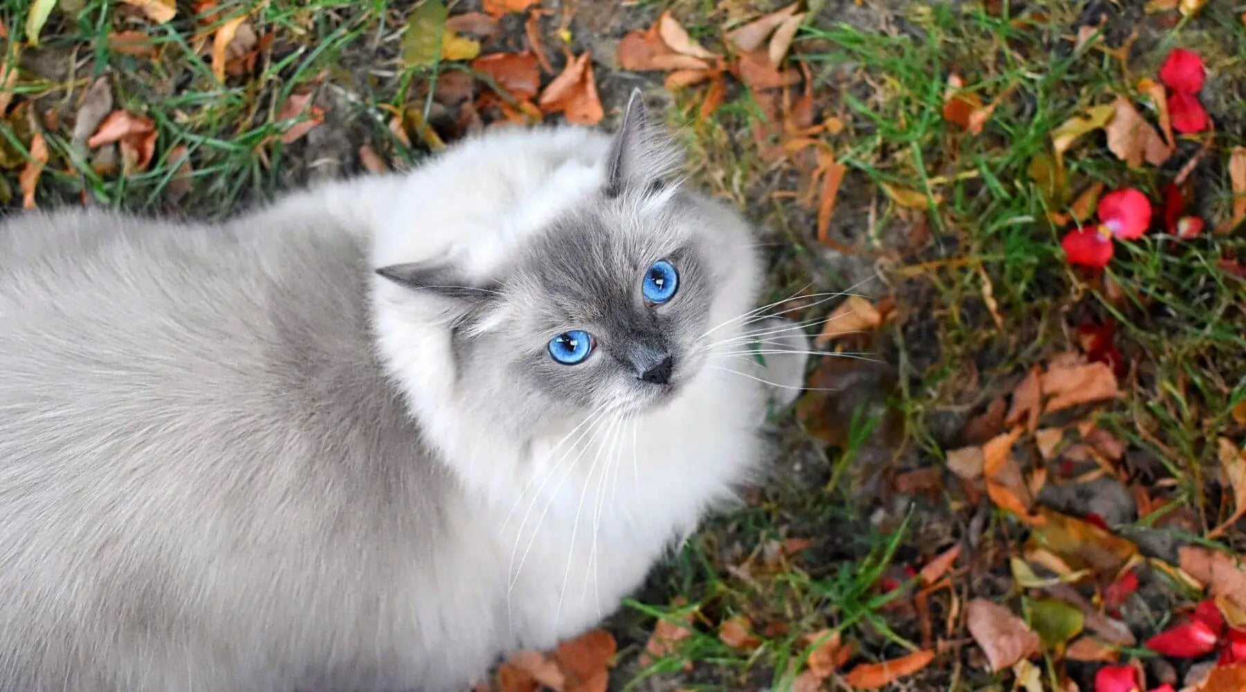 Gray ragdoll deals kittens