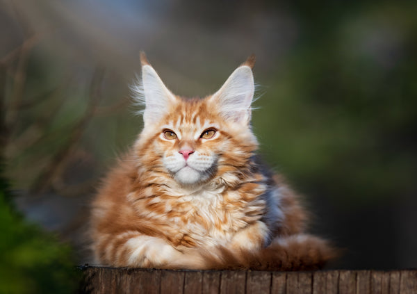 a great looking maine coon cat with shiny fur sitting in the garden watching
