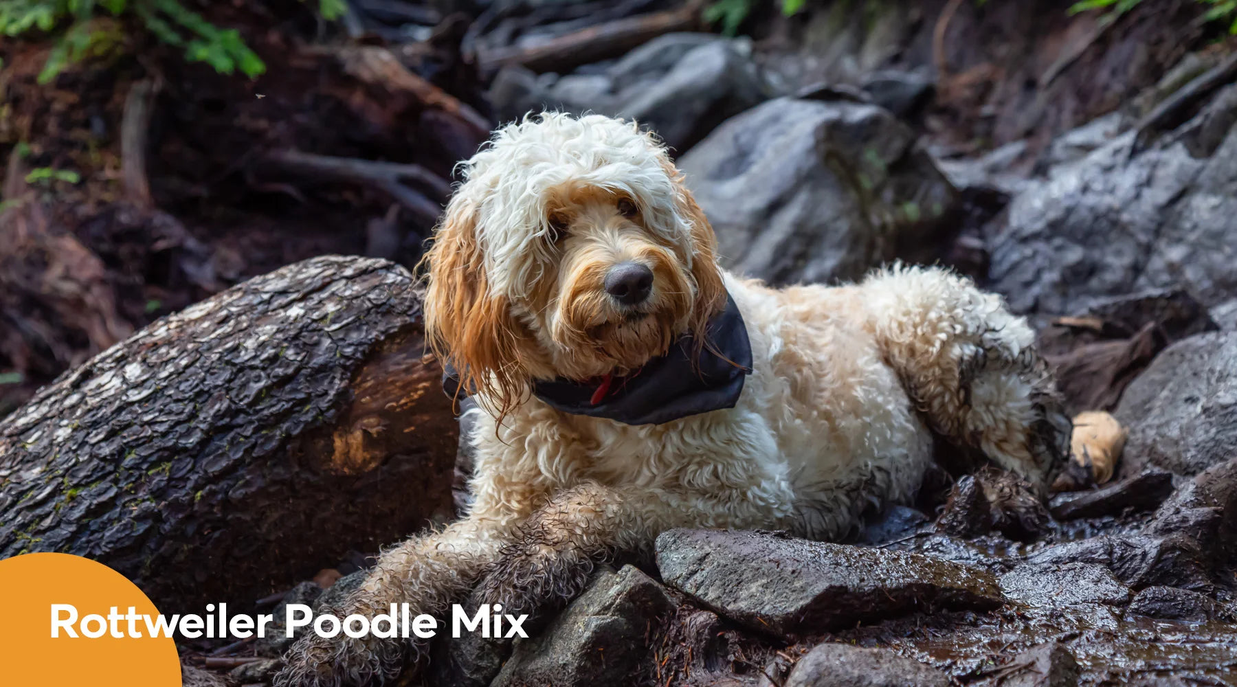Poodle mix deals rottweiler