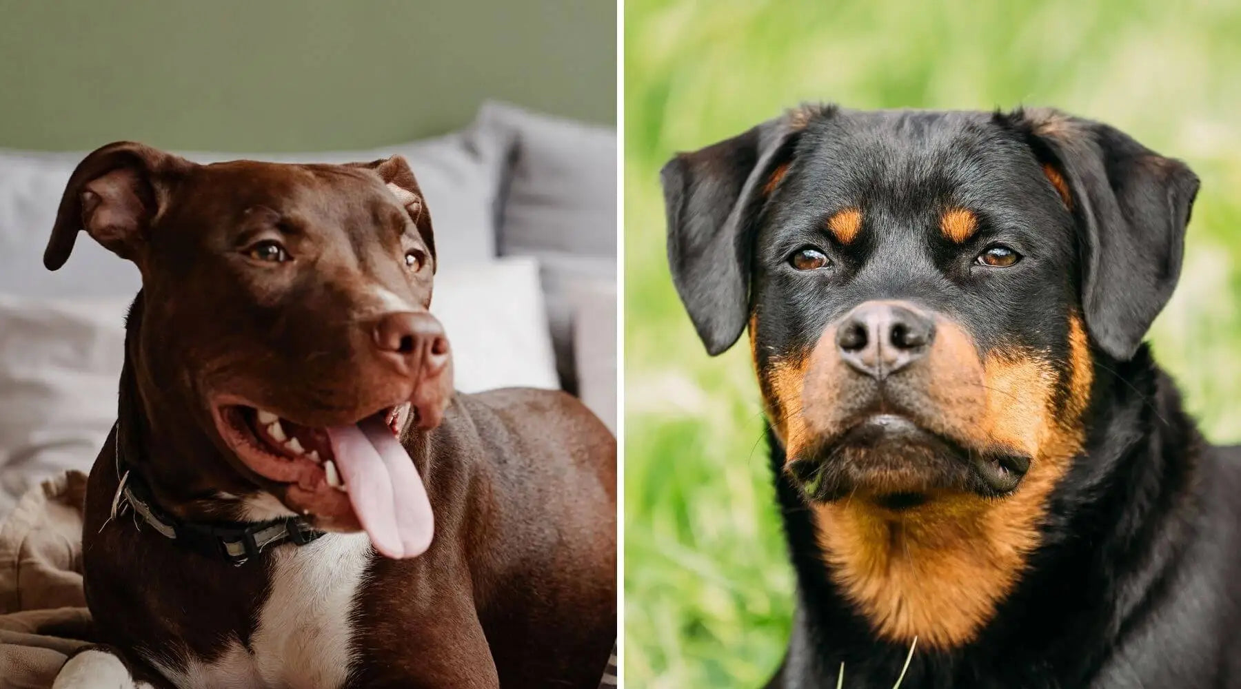 Rottweiler german shepherd pitbull mix 2025