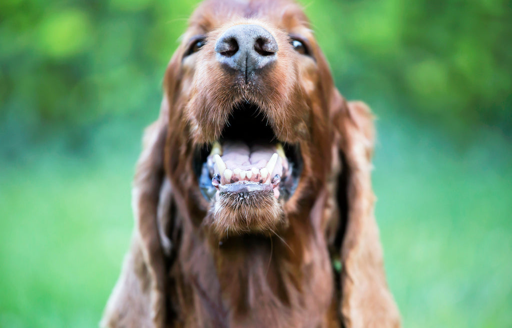 Why Do Dogs Chatter Their Teeth? Everything You Need to Know