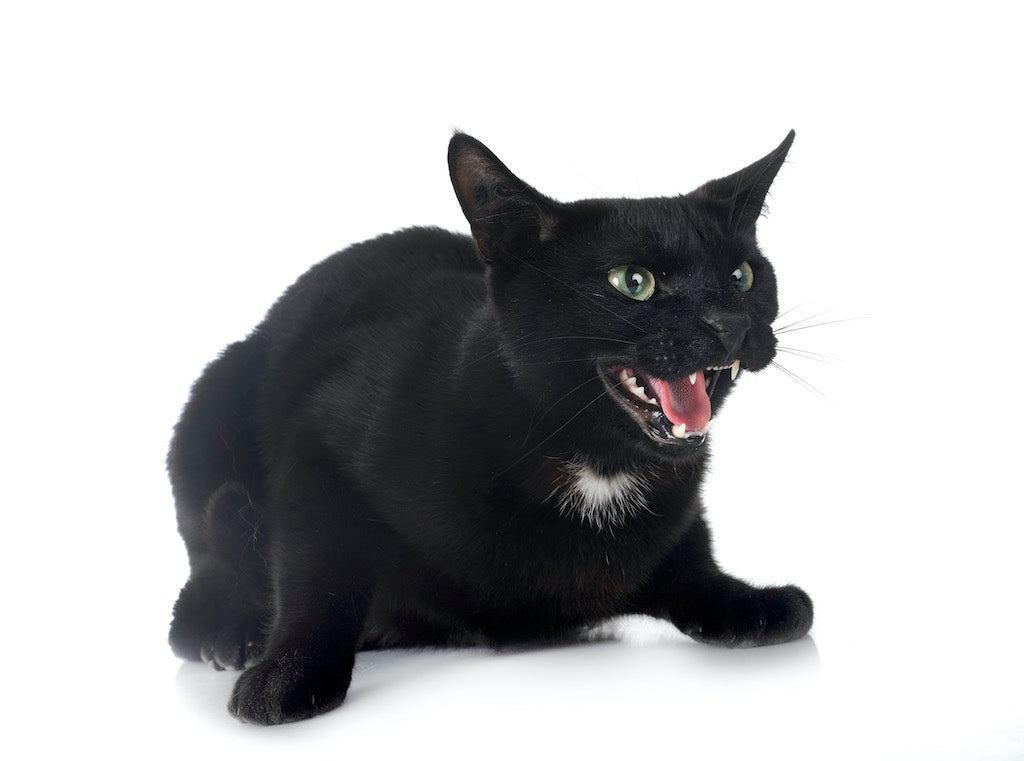 Why Do Cats Growl What It Means and How to Respond?