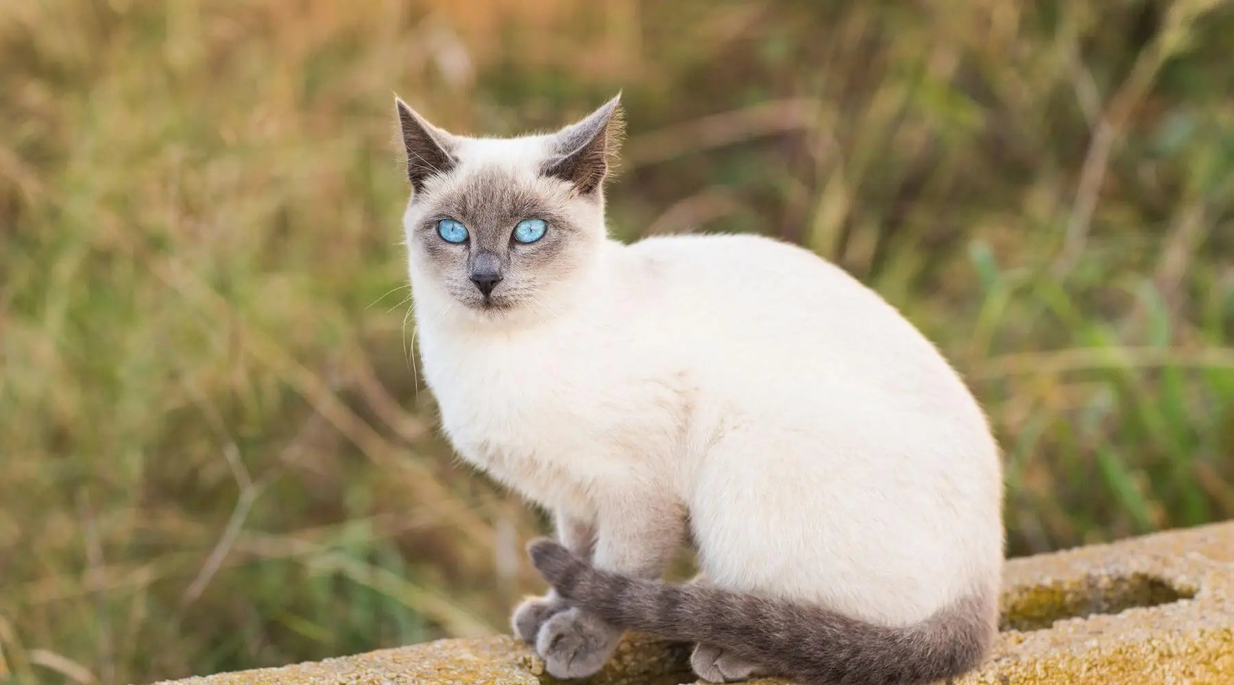 Different types online of siamese cat