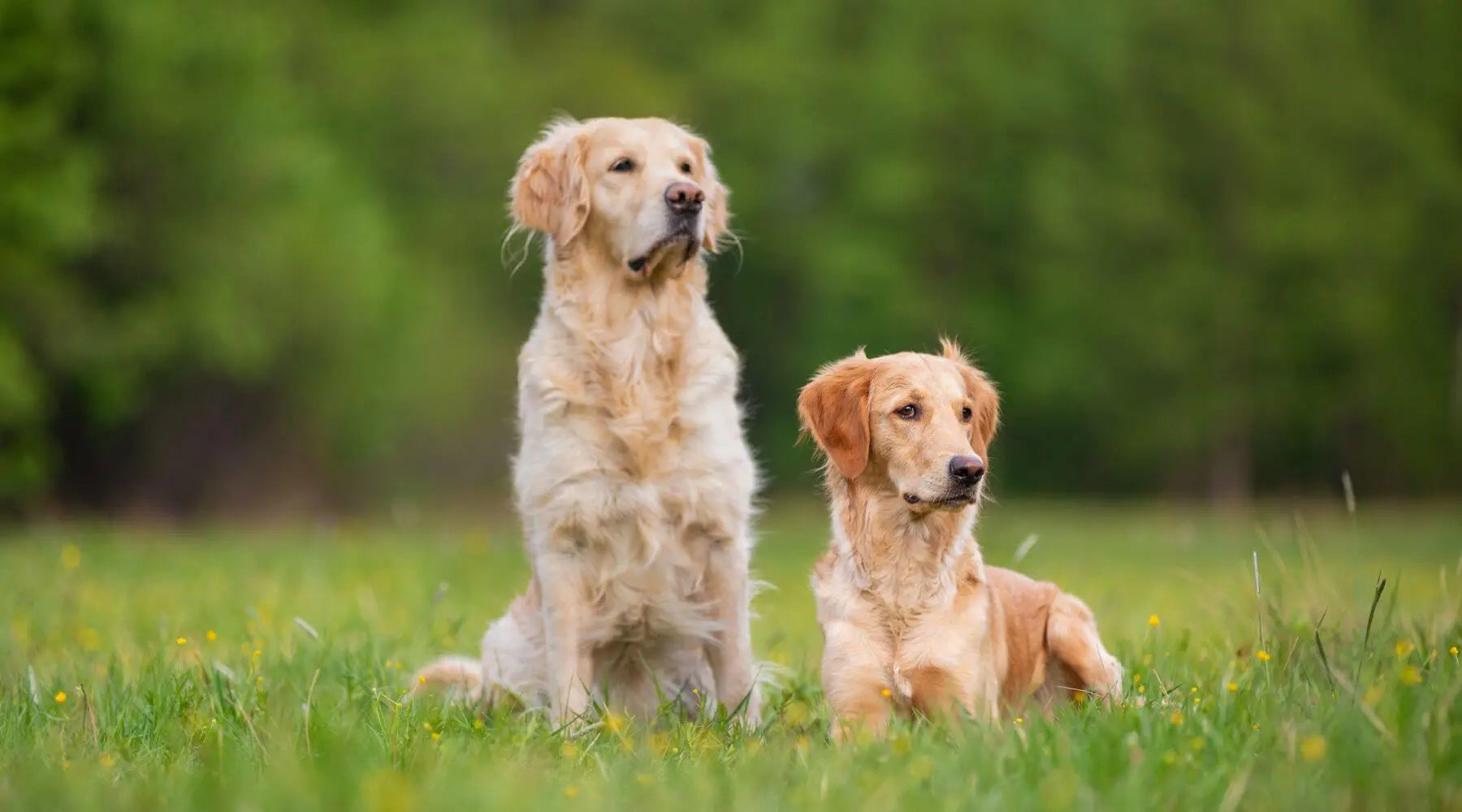 Different types best sale of golden retrievers